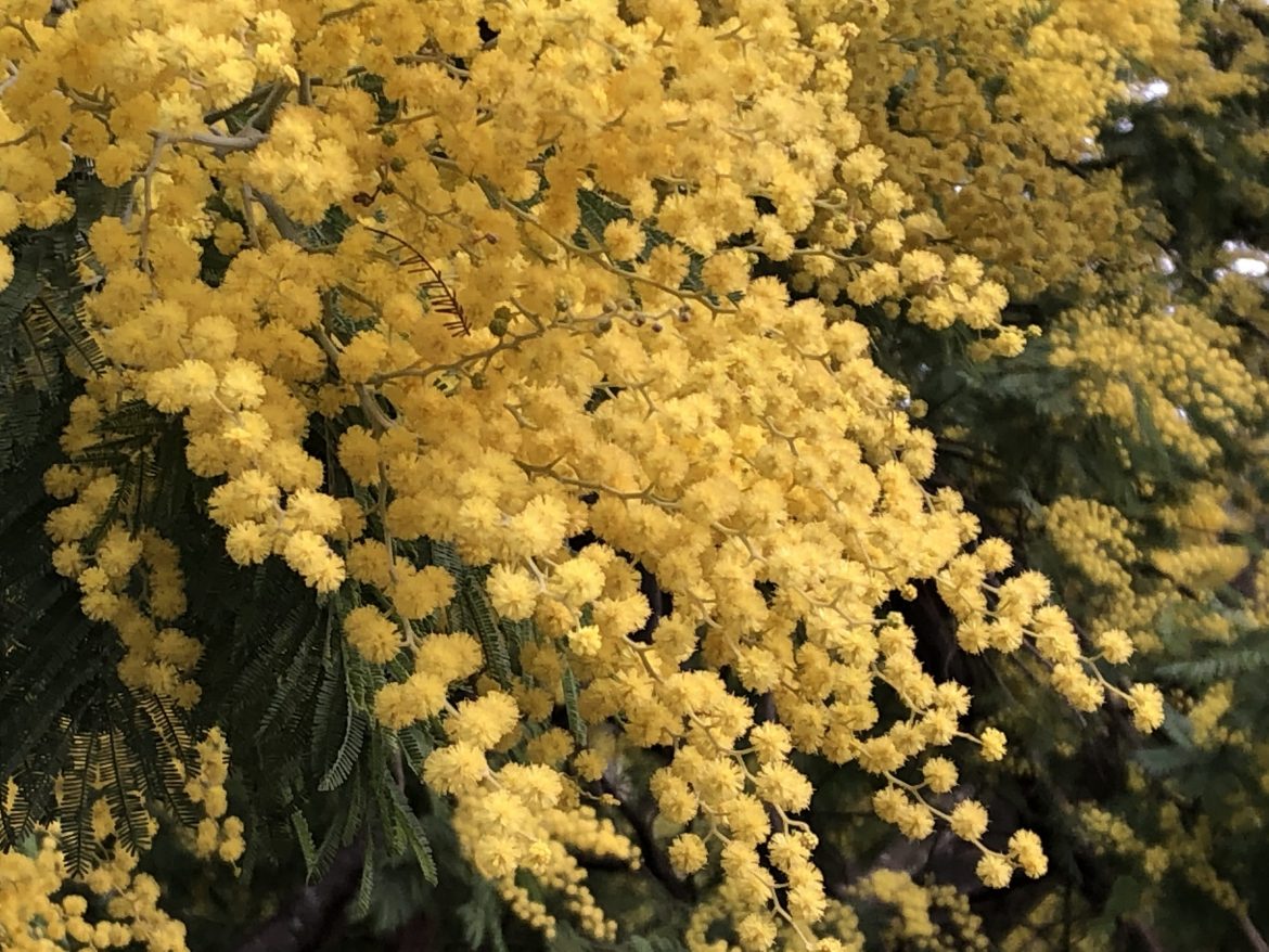 Acacia blossoms