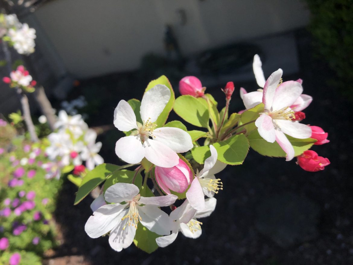 crabapple blossom